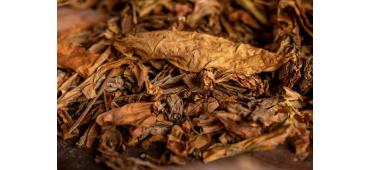 Nicotine Pouches vs. Traditional Tobacco Products